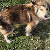 Thumbnail photo of Otter #4