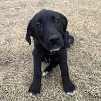 Thumbnail photo of Jingle Bells: Flurry PKA Pup 6 #3