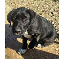 Thumbnail photo of Jingle Bells: Flurry PKA Pup 6 #4