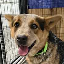 Thumbnail photo of Chica #1