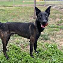 Thumbnail photo of Fenyx #3