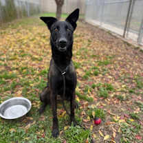 Thumbnail photo of Fenyx #4