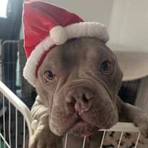 Thumbnail photo of Boogie #1