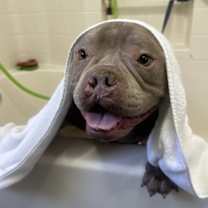 Thumbnail photo of Boogie #2