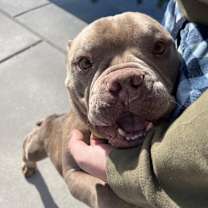 Thumbnail photo of Boogie #3