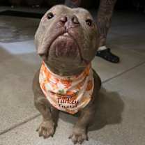 Thumbnail photo of Boogie #4