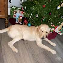 Thumbnail photo of Honey #2