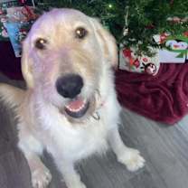 Thumbnail photo of Honey #3