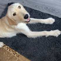 Thumbnail photo of Honey #4