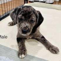 Thumbnail photo of Rudy #1