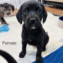 Thumbnail photo of Dancer #2