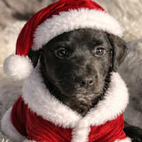 Thumbnail photo of Clarice #2