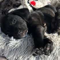 Thumbnail photo of Clarice #4