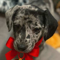 Thumbnail photo of Yukon #1