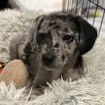 Thumbnail photo of Yukon #2