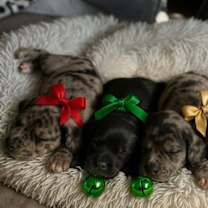 Thumbnail photo of Yukon #4