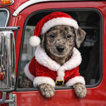 Thumbnail photo of Cornelius #1