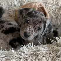 Thumbnail photo of Cornelius #2