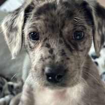 Thumbnail photo of Cornelius #4