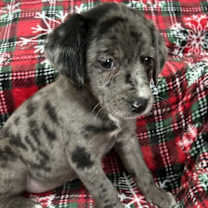 Thumbnail photo of Tinsel #1