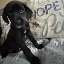 Thumbnail photo of Noel #1