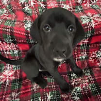 Thumbnail photo of Noel #2