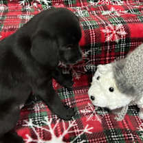 Thumbnail photo of Noel #3