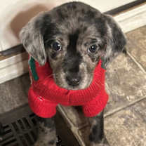 Thumbnail photo of Star #1