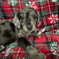 Thumbnail photo of Star #2