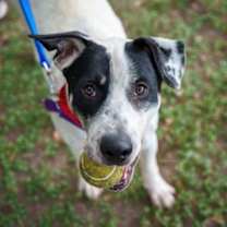 Thumbnail photo of Henry #1