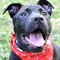 Thumbnail photo of Dream #1