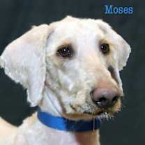 Thumbnail photo of Moses #1