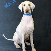 Thumbnail photo of Moses #3