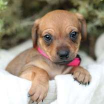 Thumbnail photo of Molly #1