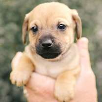 Thumbnail photo of Milo #3