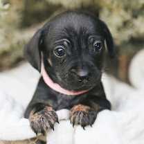 Thumbnail photo of Mae #1