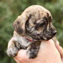 Thumbnail photo of Marley #3