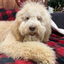 Thumbnail photo of Sharika #2