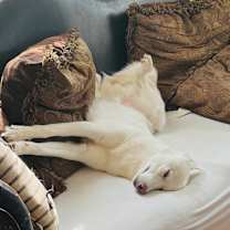 Thumbnail photo of Bubba #4