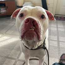 Thumbnail photo of Casper - IN FOSTER #4