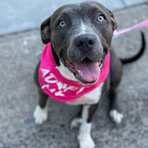 Thumbnail photo of Athena #1