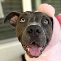 Thumbnail photo of Athena #4