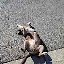 Thumbnail photo of Spike #2