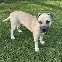 Thumbnail photo of Sultan #1