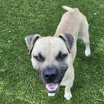 Thumbnail photo of Sultan #3