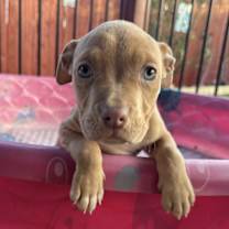 Thumbnail photo of Chuck #1