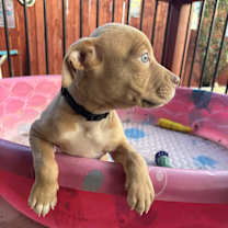 Thumbnail photo of Chuck #2