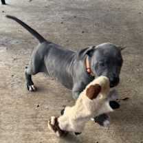 Thumbnail photo of Blu #3