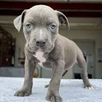 Thumbnail photo of Honey #1