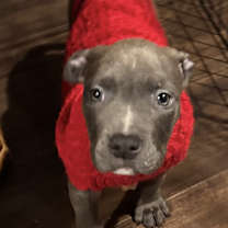 Thumbnail photo of Honey #2